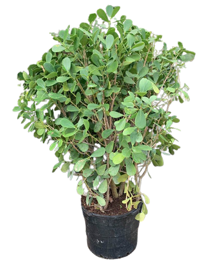 Dwarf Clusia 